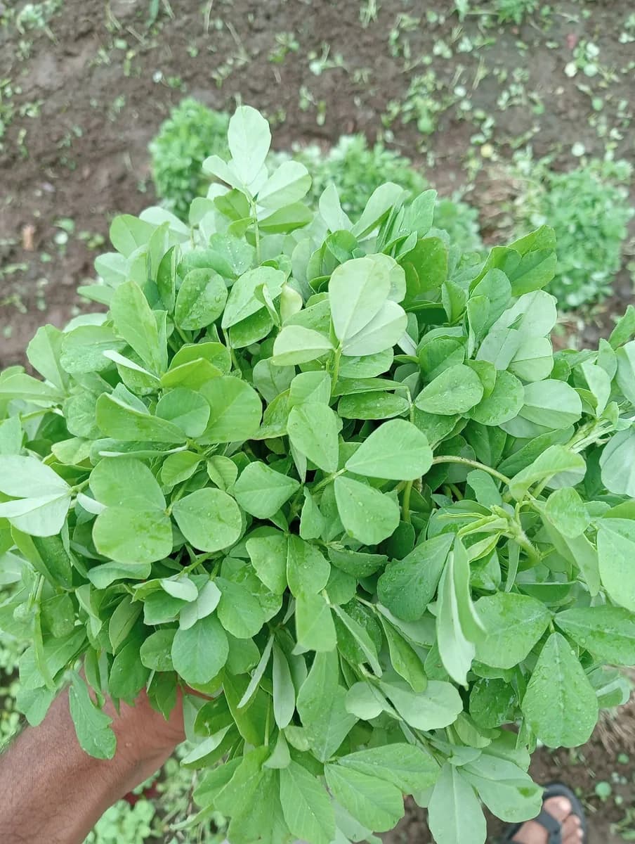 खटाव तालुक्यात मेथी खरेदी केली जाईल 