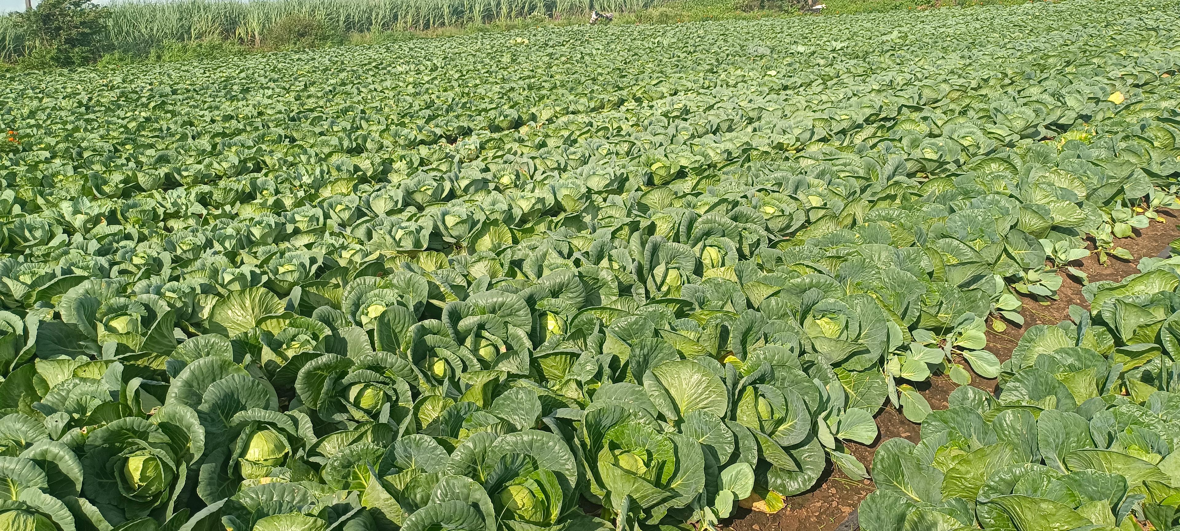 पानकोबी योग्य दरात विकणे आहे