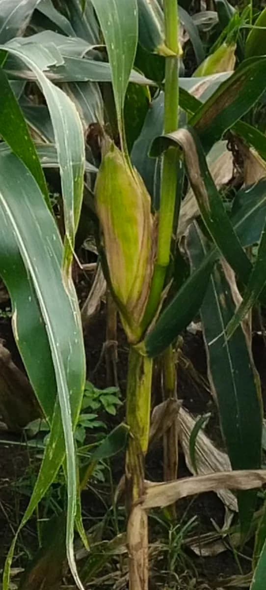 मका विकणे आहे