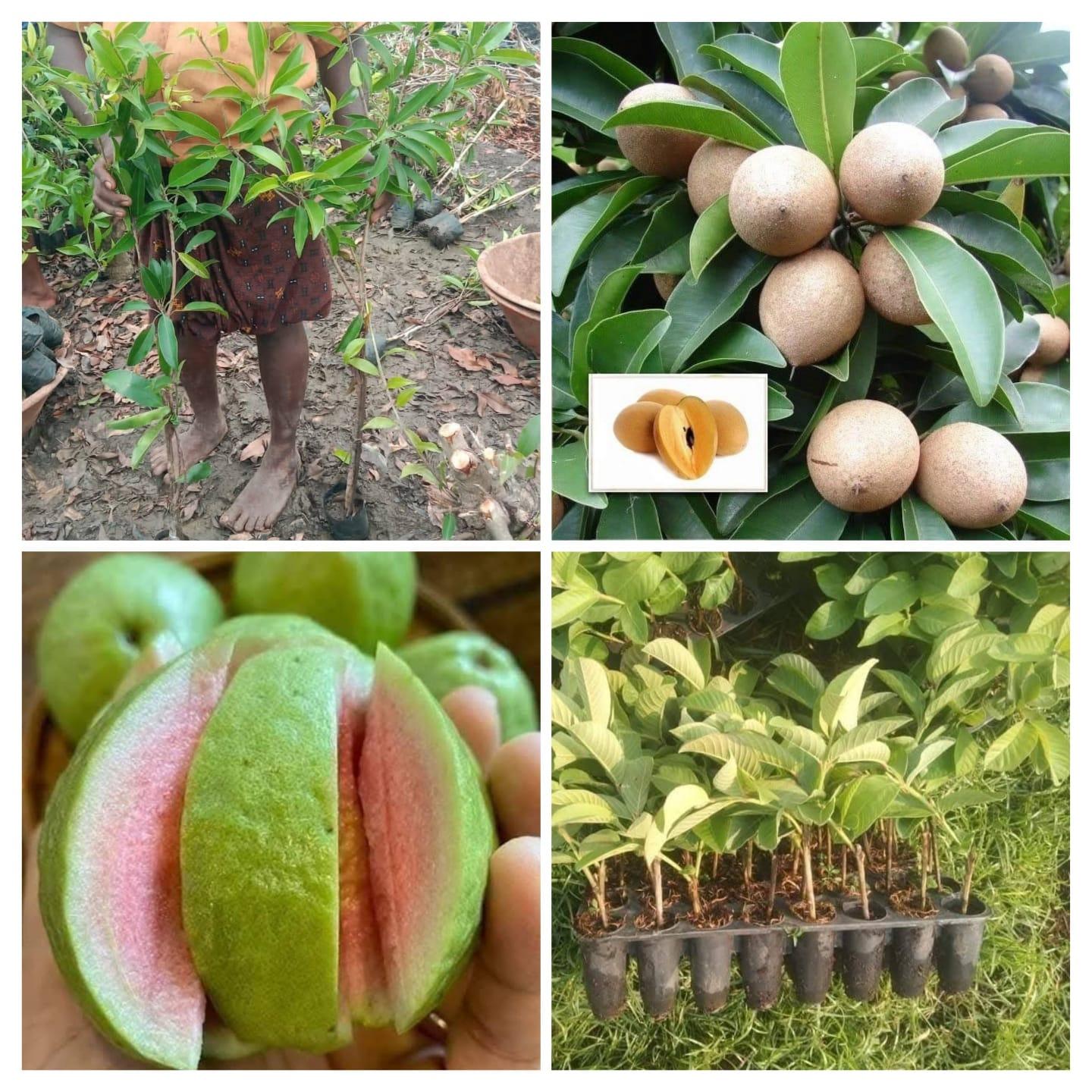 तैवान पिंक पेरू व चिकूची रोपे मिळतील