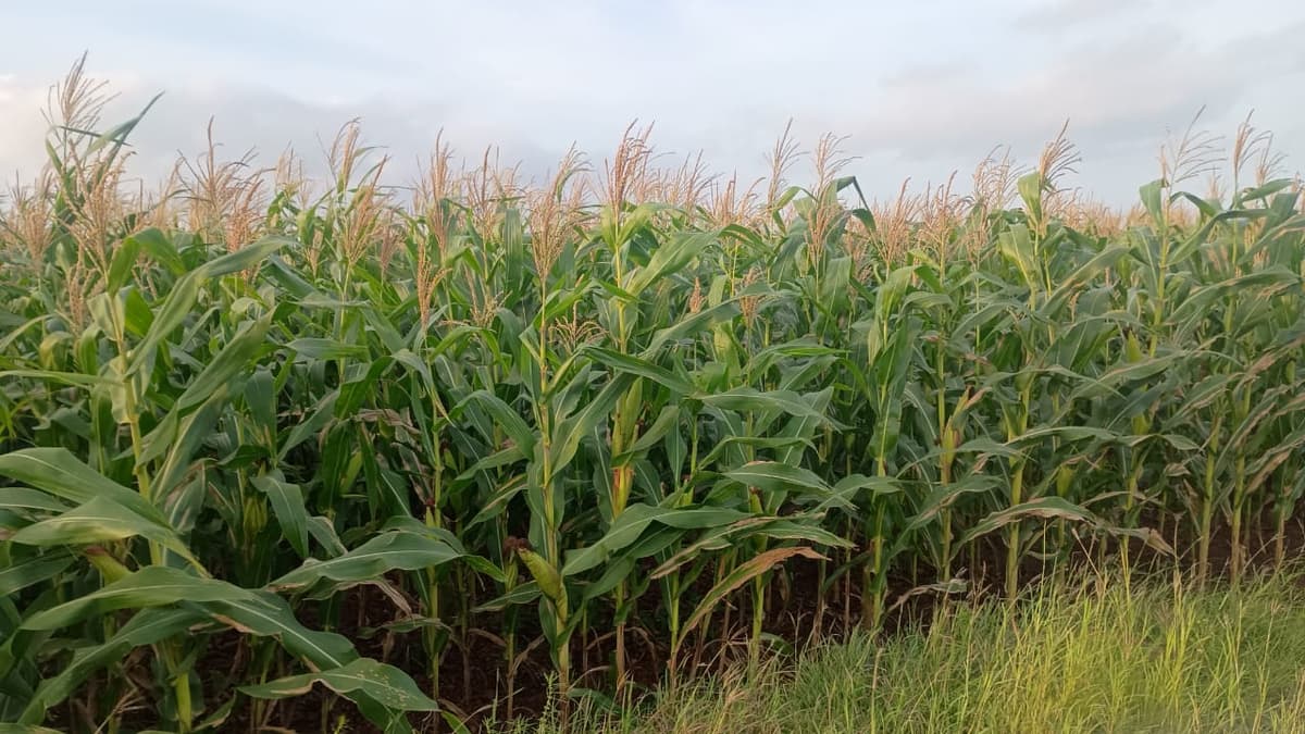 मका विकणे आहे