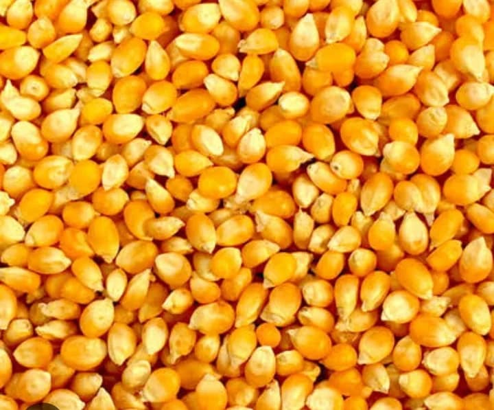 फार्म वेल्थ अग्रो 