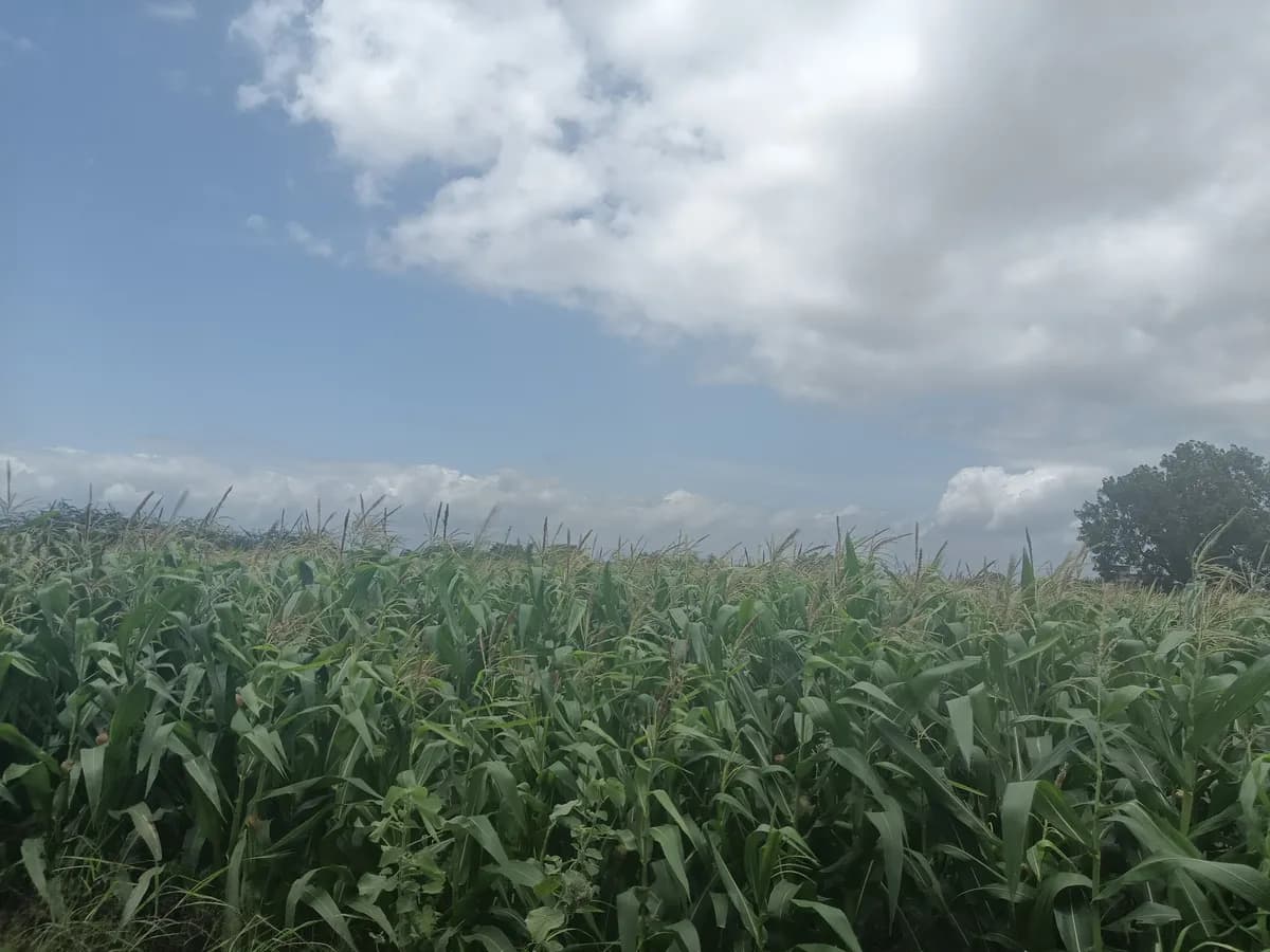 मका विकणे आहे.