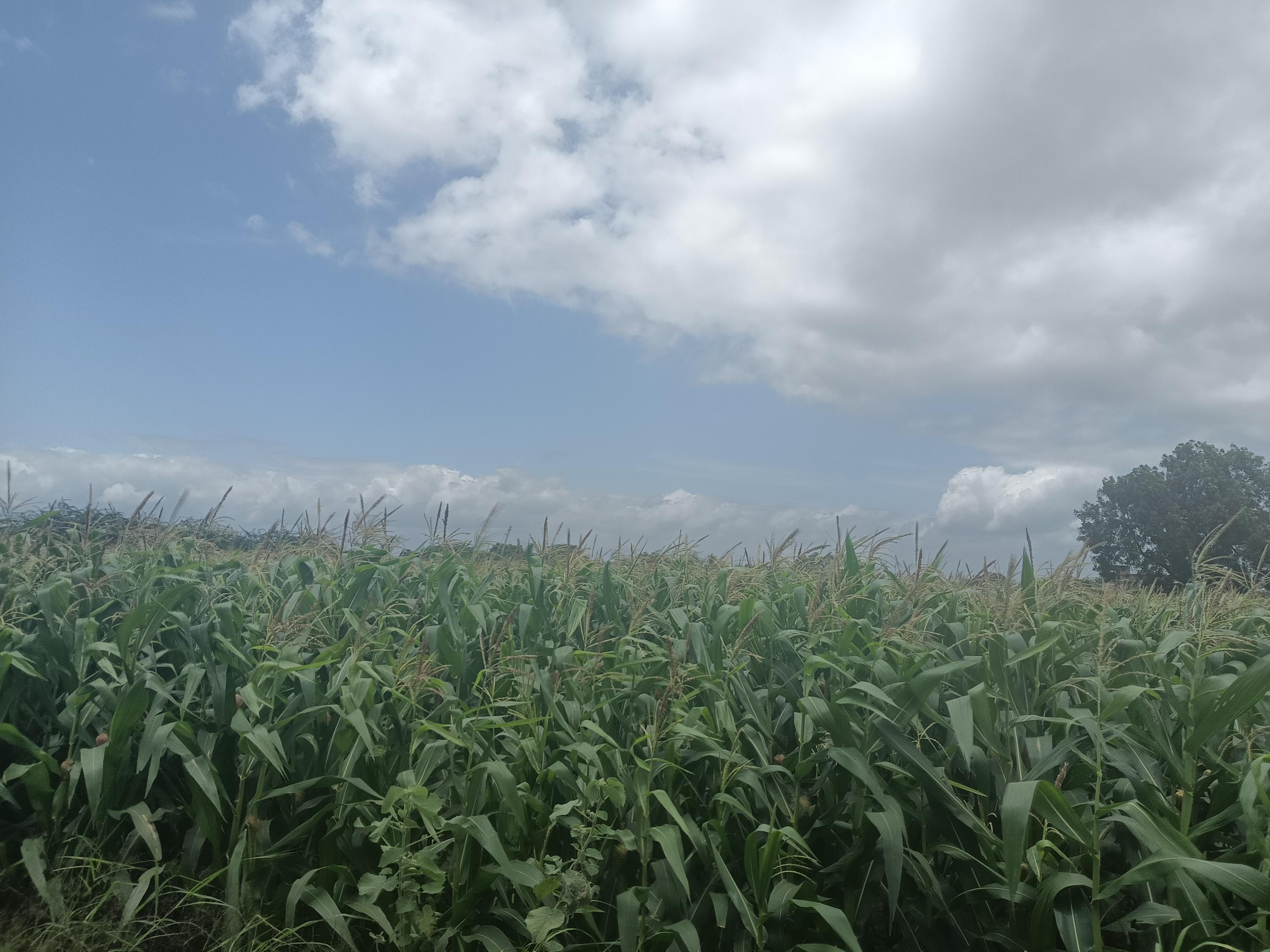 मका विकणे आहे.