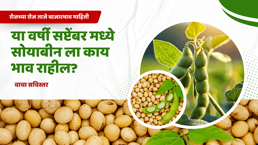 या वर्षी संप्टेंबर मध्ये सोयाबीन ला काय भाव राहील?