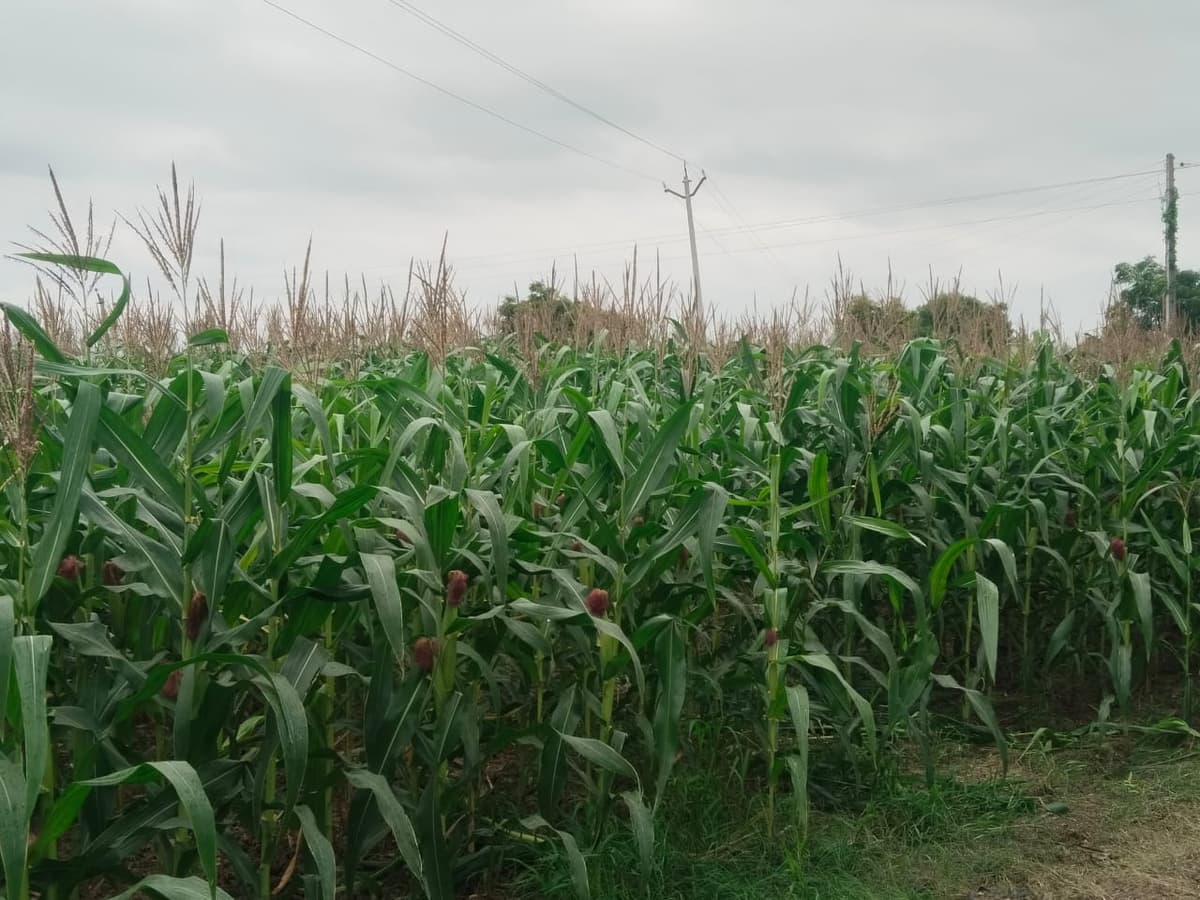 मका विकणे आहे