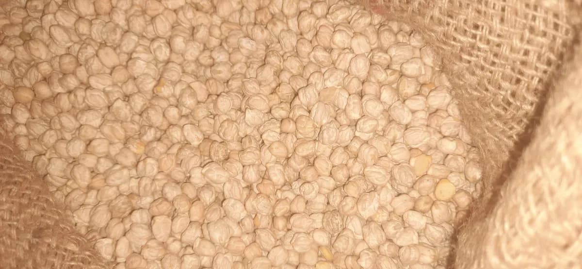 डाॅलर हरभरा (छोले) बियाणे विक्रीस उपलब्ध 