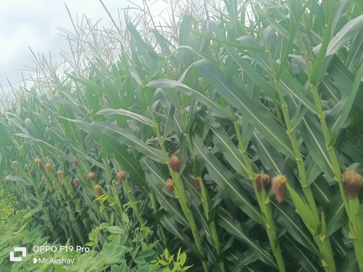 मुरघास मका विकणे आहे