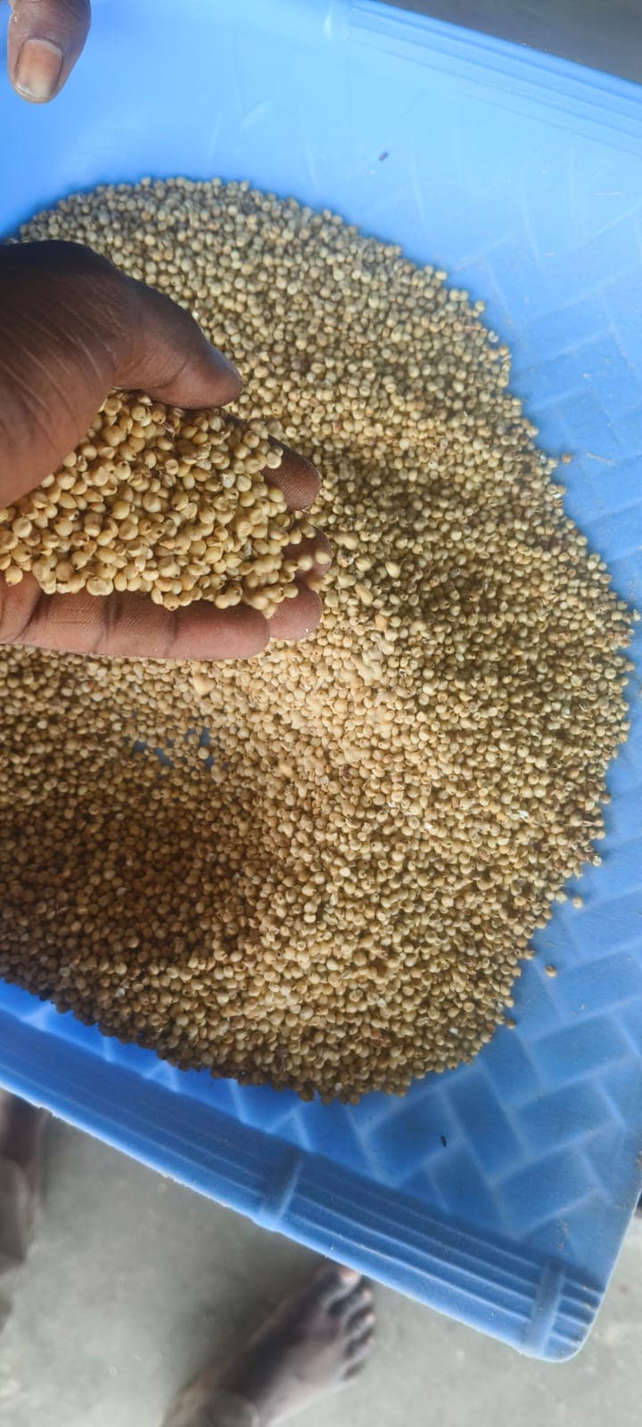 सर्व प्रकारचे कडधान्ये व गुरांचे खाद विकत घेतले जाईल