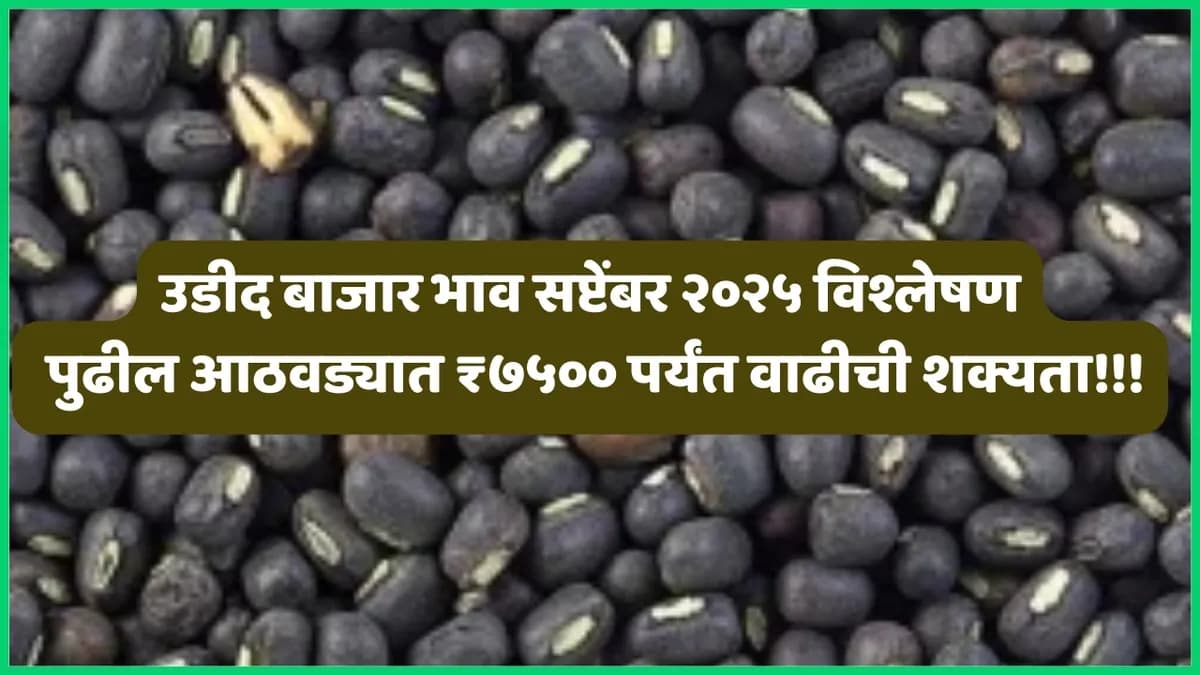 उडीद बाजार भाव सप्टेंबर २०२५ विश्लेषण: पुढील आठवड्यात ₹७५०० पर्यंत वाढीची शक्यता!!!
