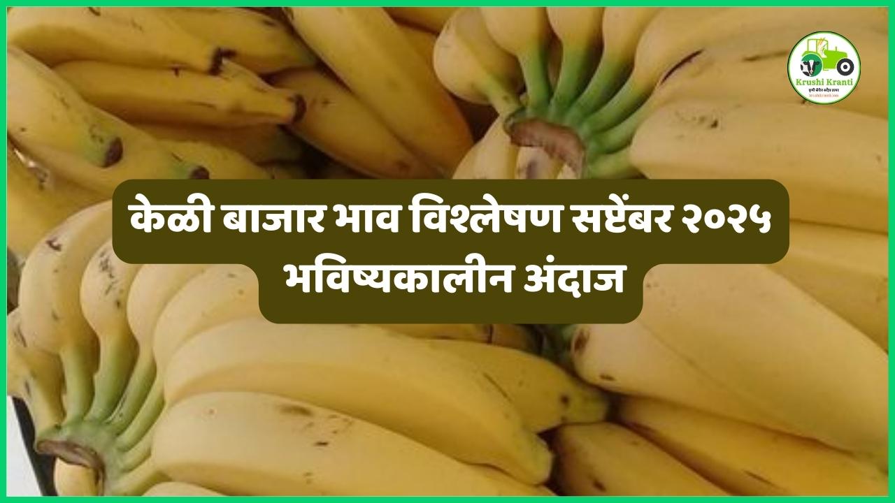 केळी बाजार भाव विश्लेषण सप्टेंबर २०२५ आणि भविष्यकालीन अंदाज