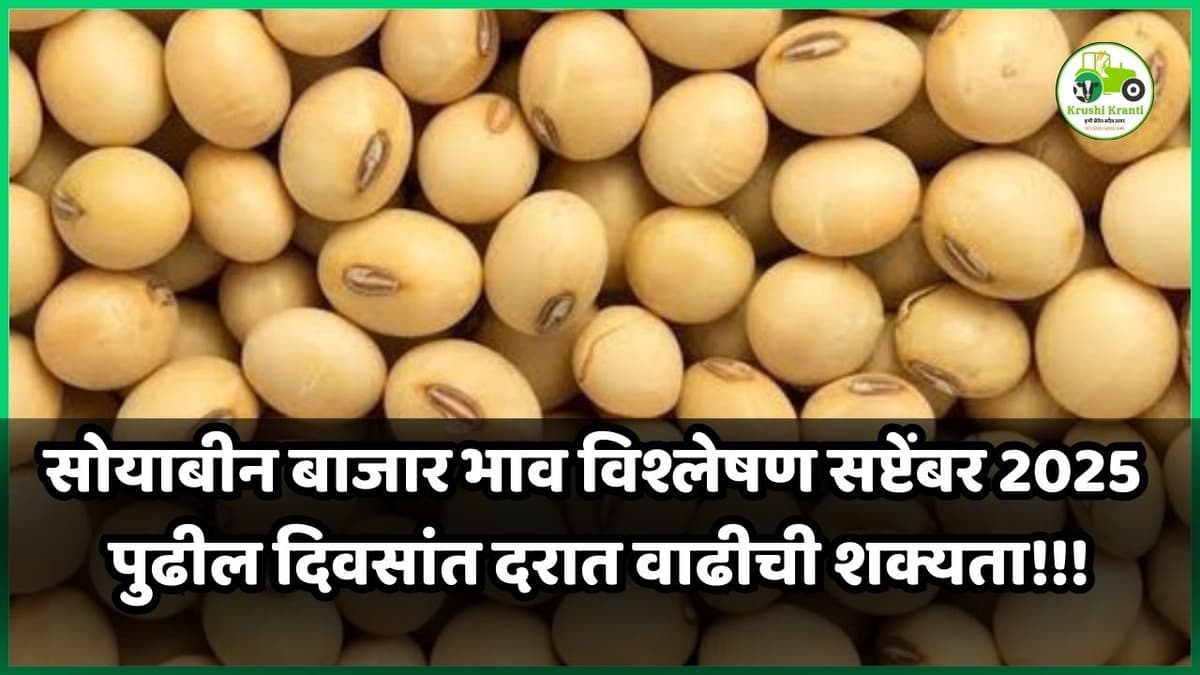 सोयाबीन बाजार भाव विश्लेषण सप्टेंबर 2025: पुढील दिवसांत दरात वाढीची शक्यता!!!