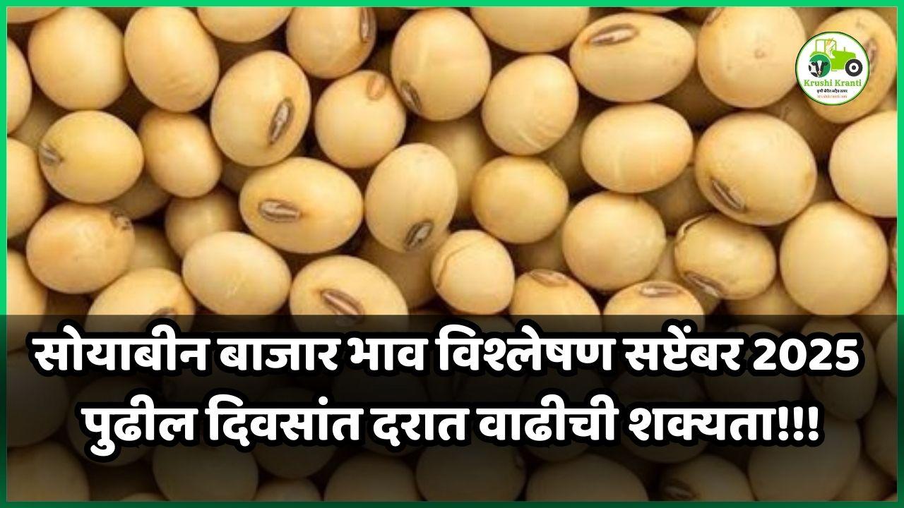 सोयाबीन बाजार भाव विश्लेषण सप्टेंबर 2025: पुढील दिवसांत दरात वाढीची शक्यता!!!
