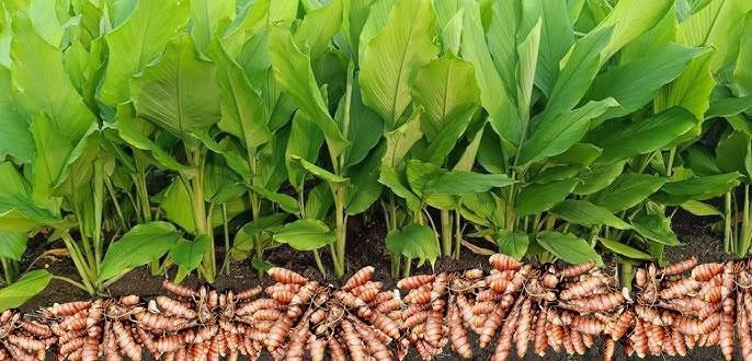 हळद पिकासाठी मल्टिप्लायर