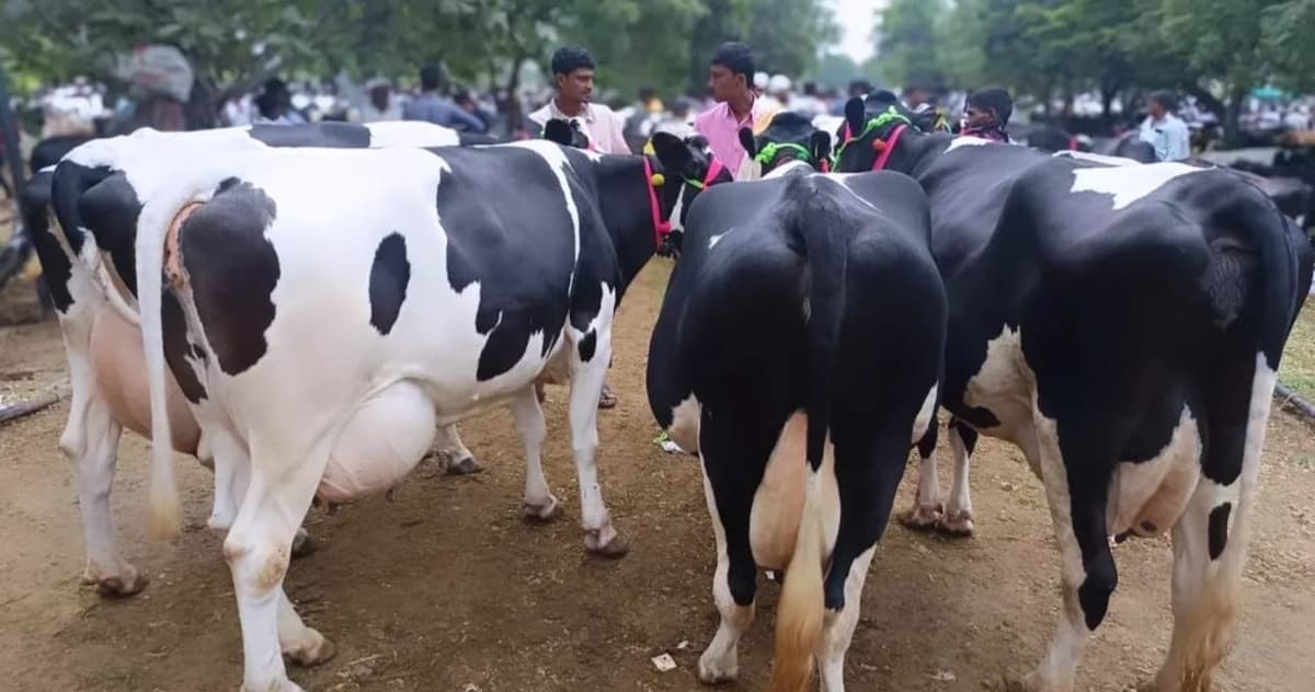 एच.एफ. क्वालिटीच्या गाई विक्रीस उपलब्ध