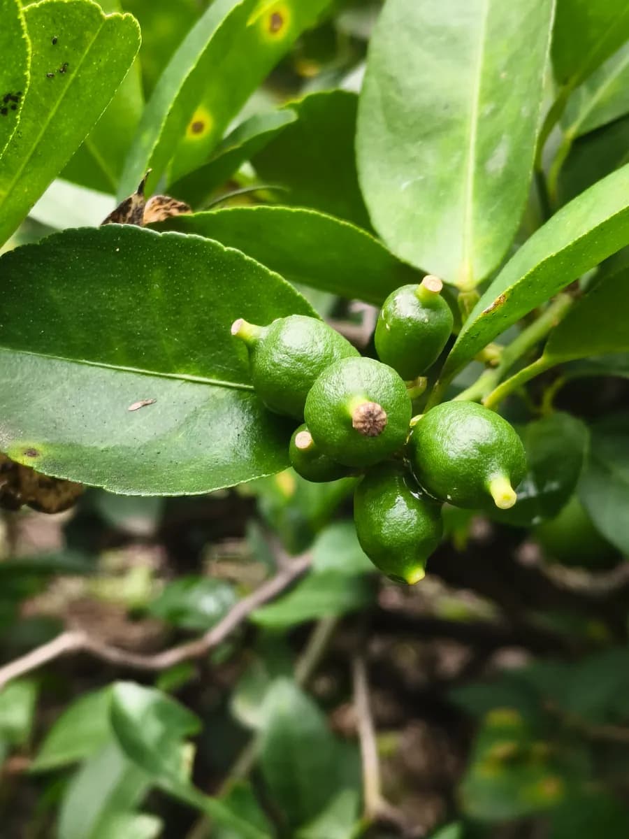 लिंबू विकणे आहे