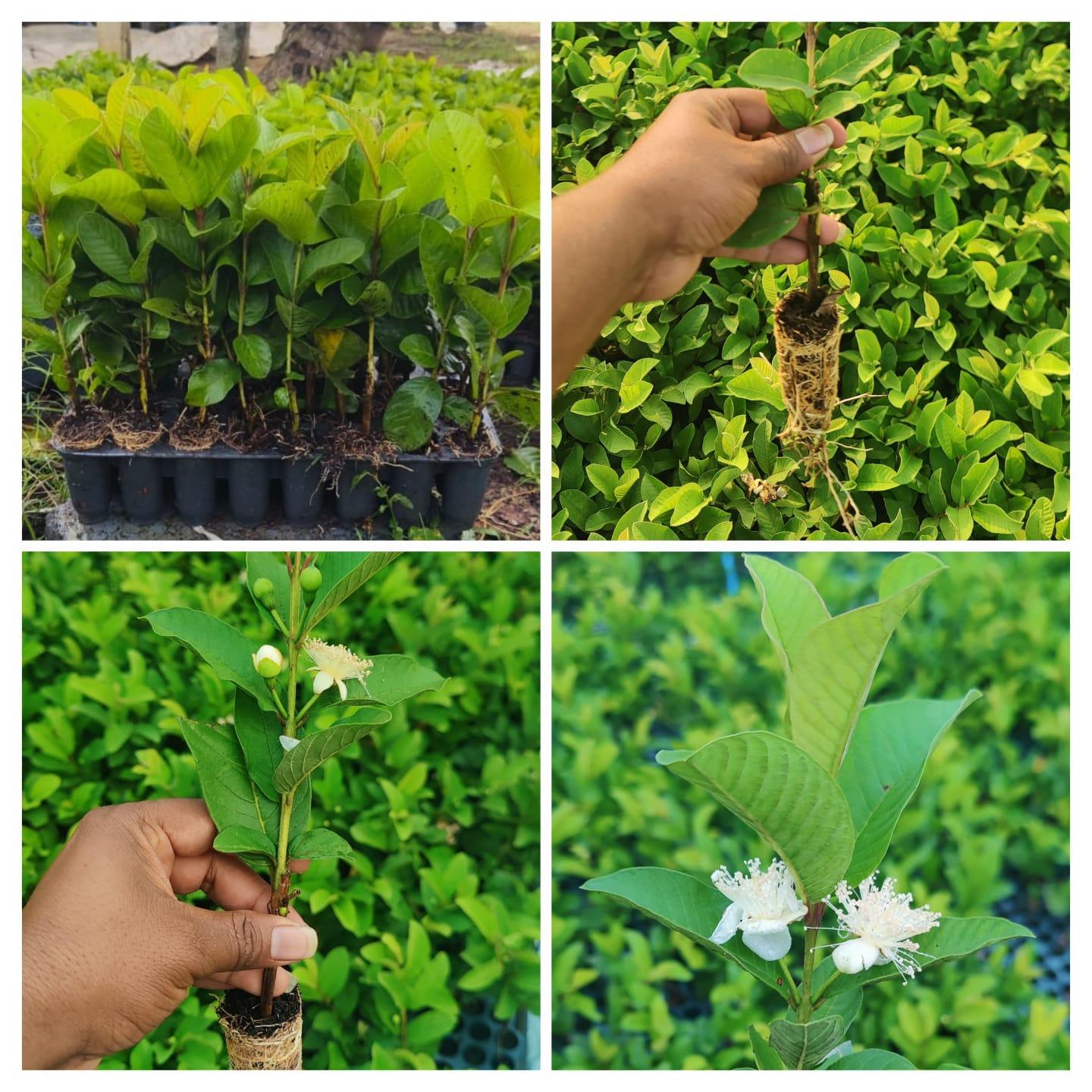 होलसेल मध्ये पेरू रोप मिळतील
