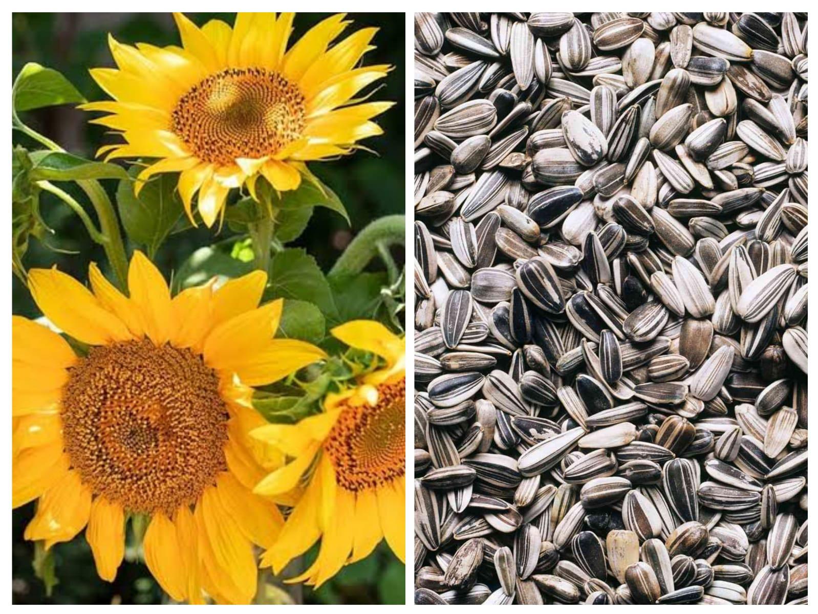 उच्च प्रतीचे सूर्यफूल बियाणे विक्रीसाठी उपलब्ध