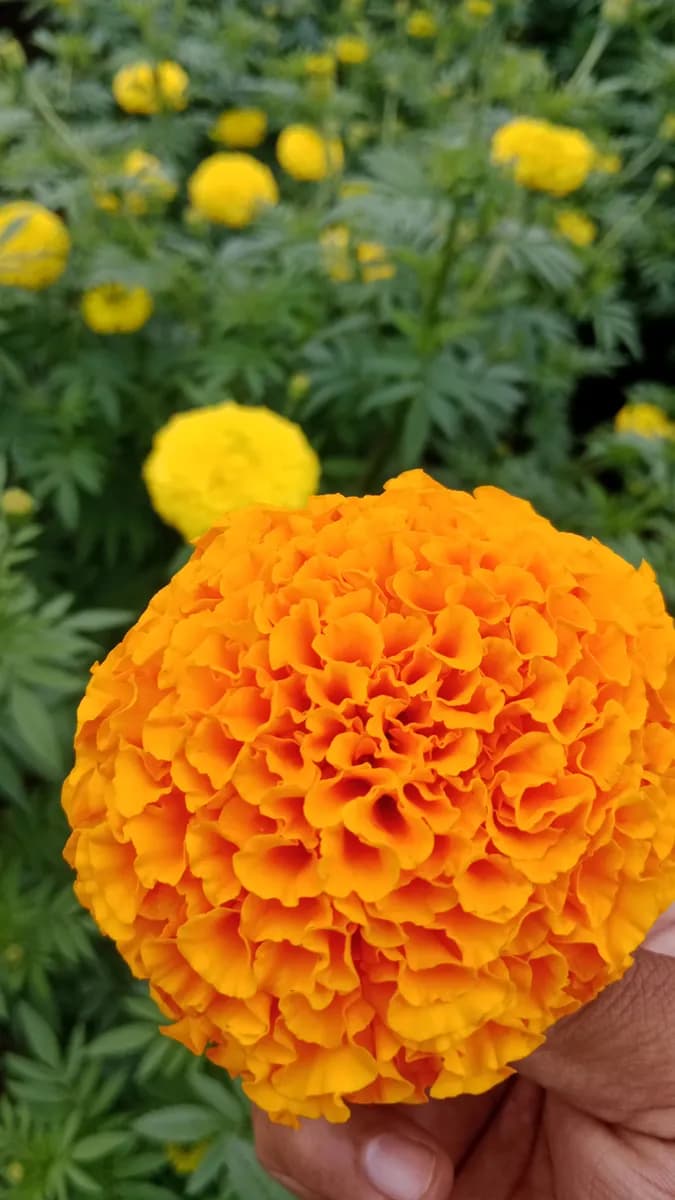 झेंडूचे फुले विकणे आहे