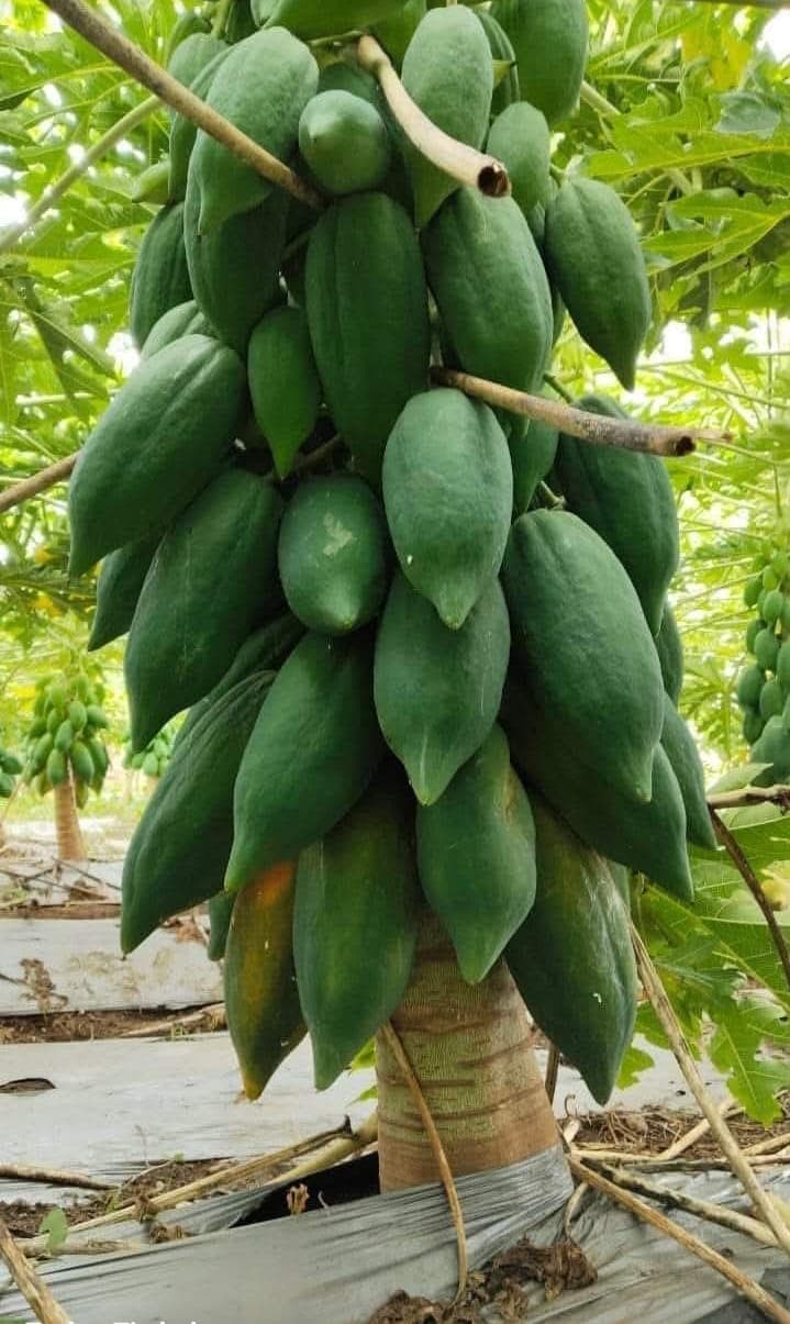 पपई विकणे आहे