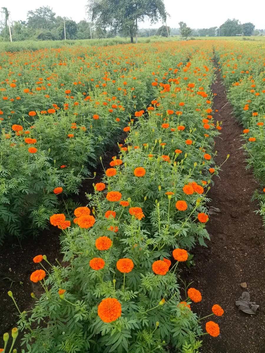 झेंडूचे फुले विकणे आहे