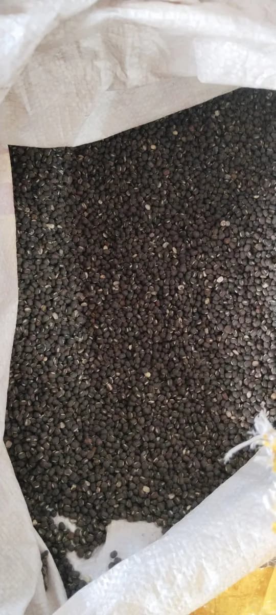 उडीद विकणे आहे