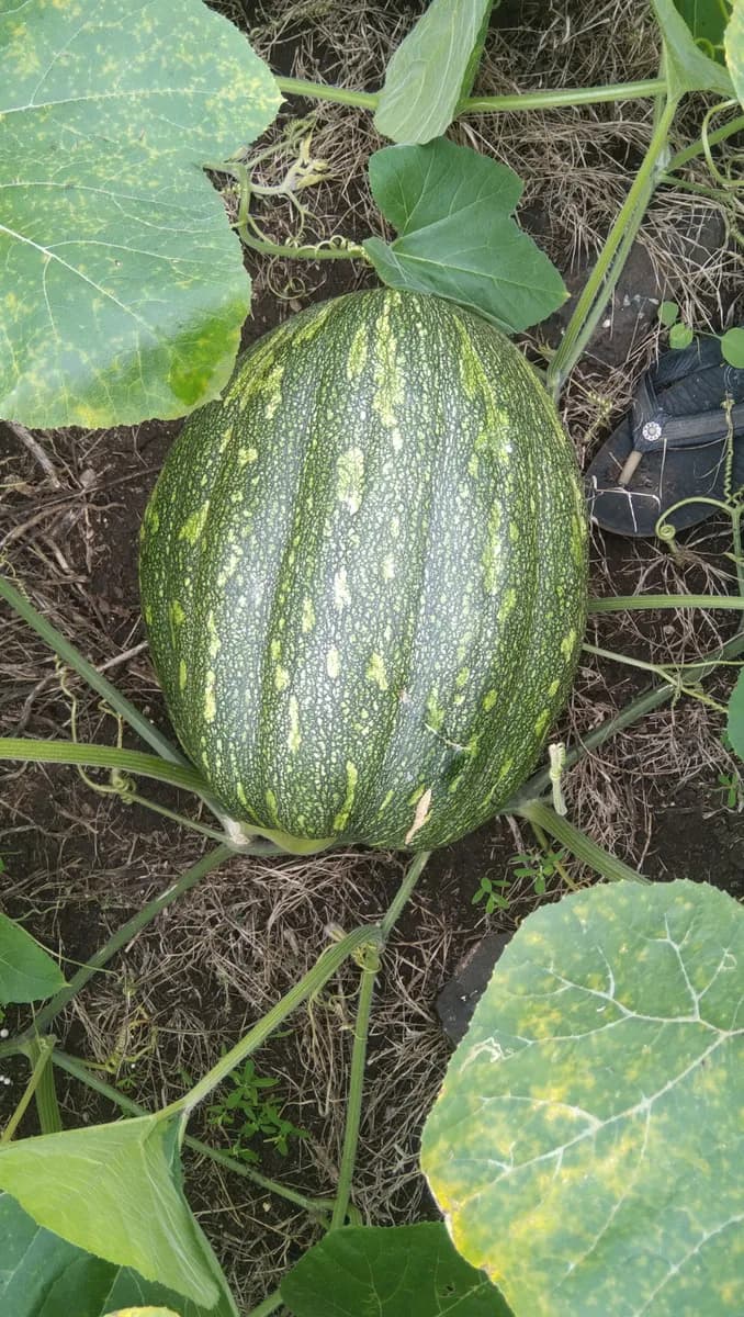 डांगर भोपळा विकणे आहे