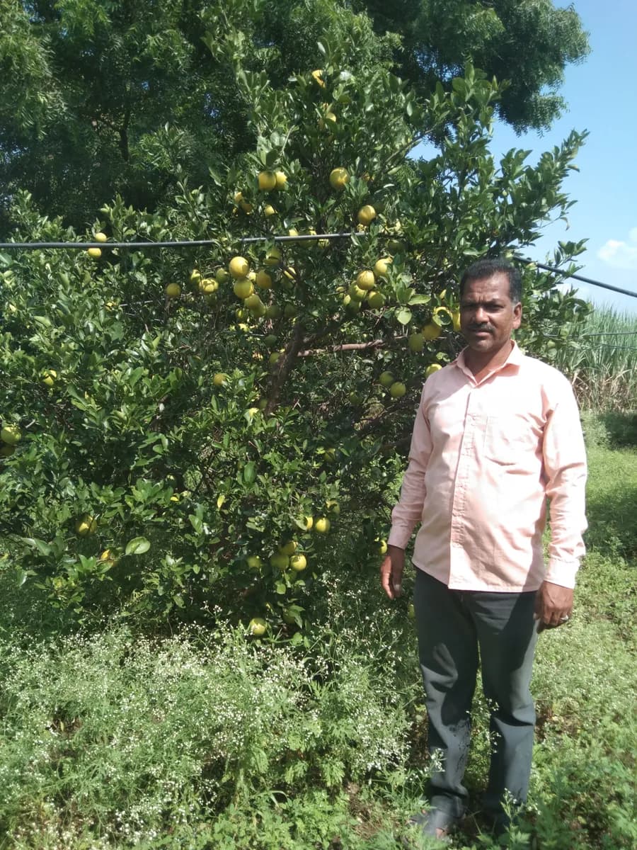 मोसंबी विकणे आहे