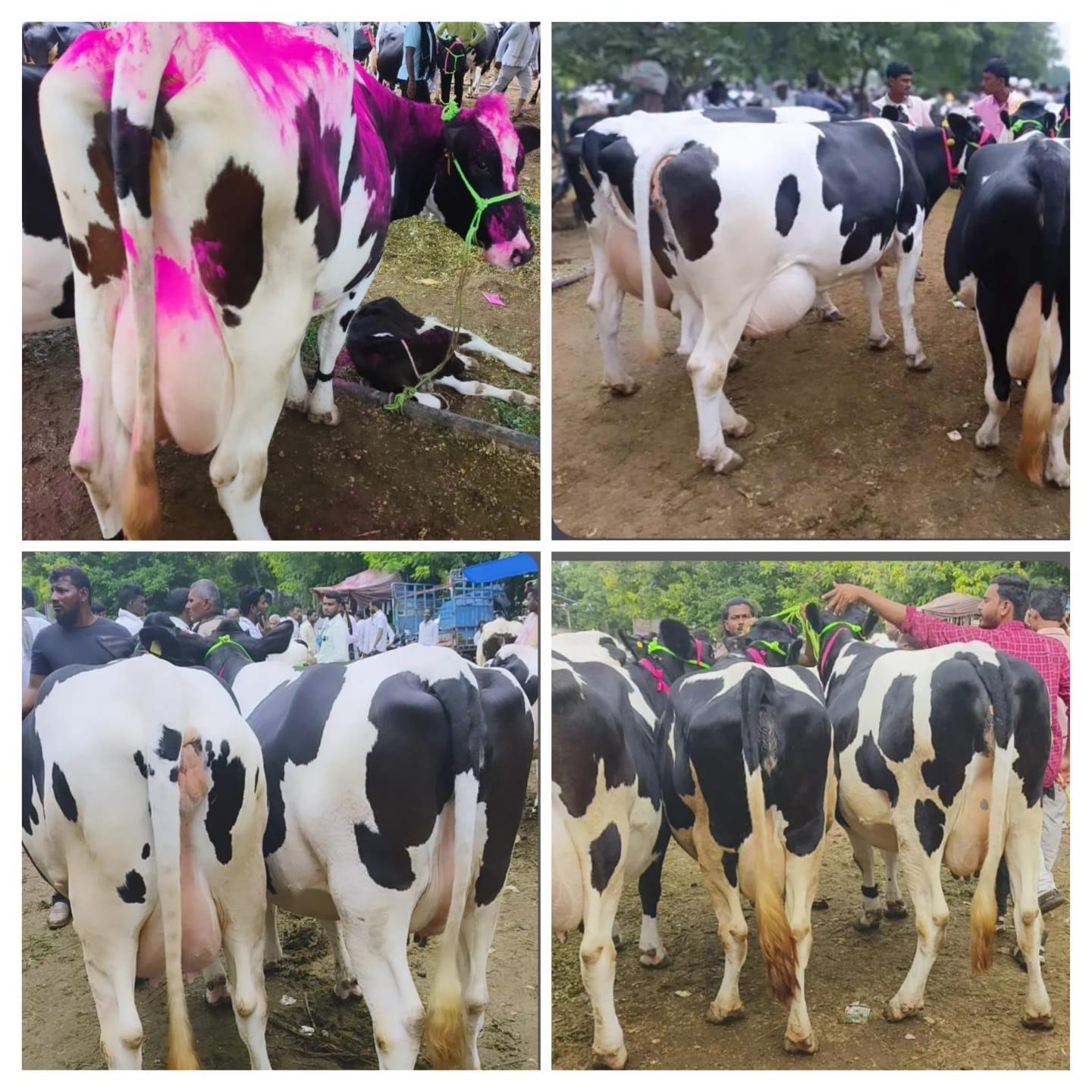🐄 शेतकरी ते शेतकरी – खात्रीशीर HF गायी विक्रीसाठी! 🐄
