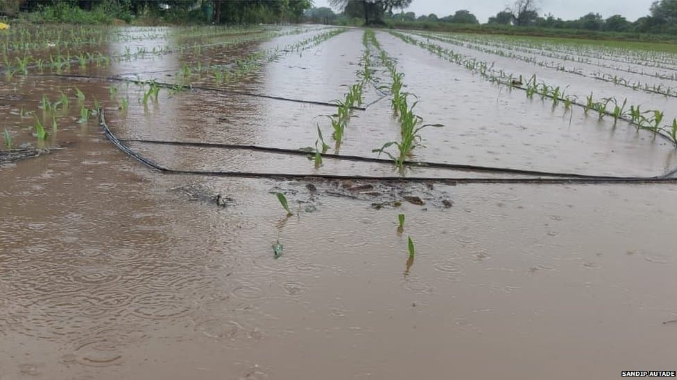 महाराष्ट्र शेतकरी : अतिवृष्टीच्या नुकसानीवर पीकविमा नाही; नव्या नियमाने धक्का
