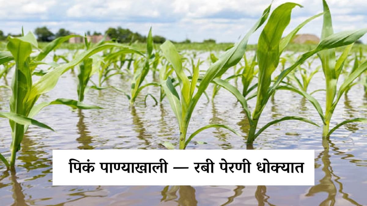 पिकं पाण्याखाली — रबी पेरणी धोक्यात