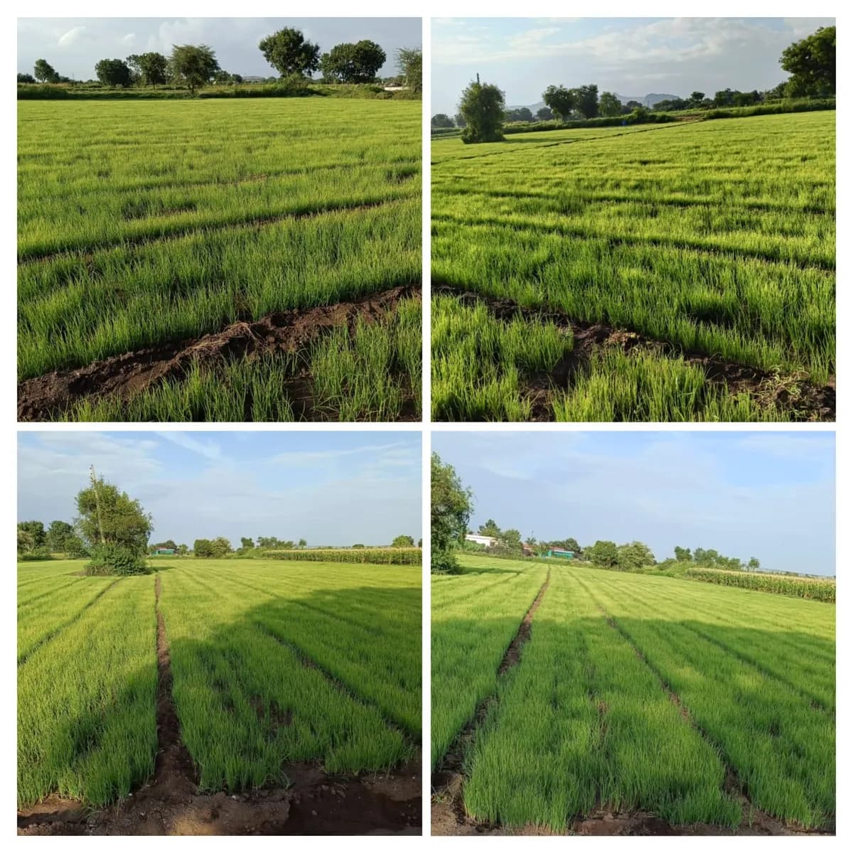 यलोरा रंगाच्या कांद्याचे रोप विक्रीस उपलब्ध!