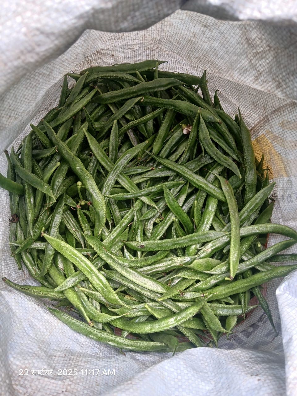 सर्व प्रकारचा भाजीपाला विकत घेतला जाईल