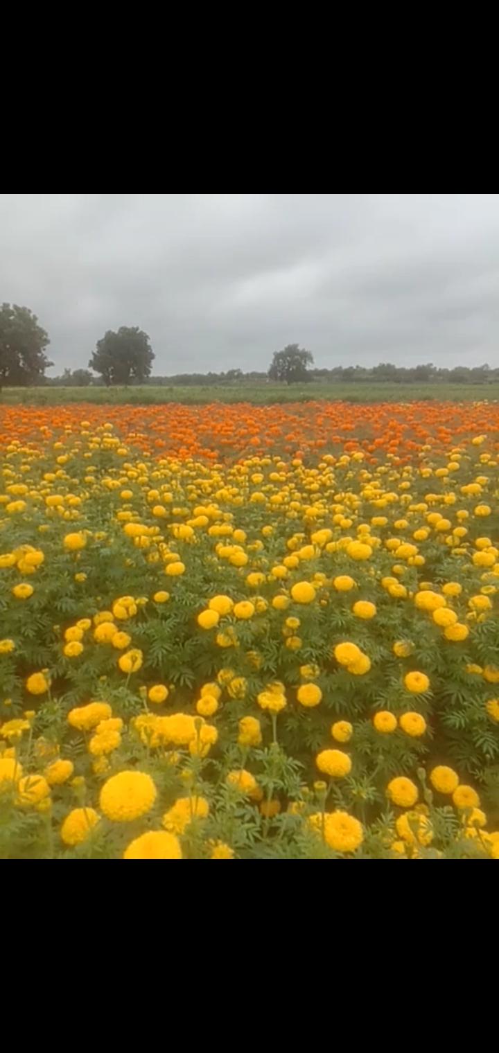 झेंडू विकणे आहे