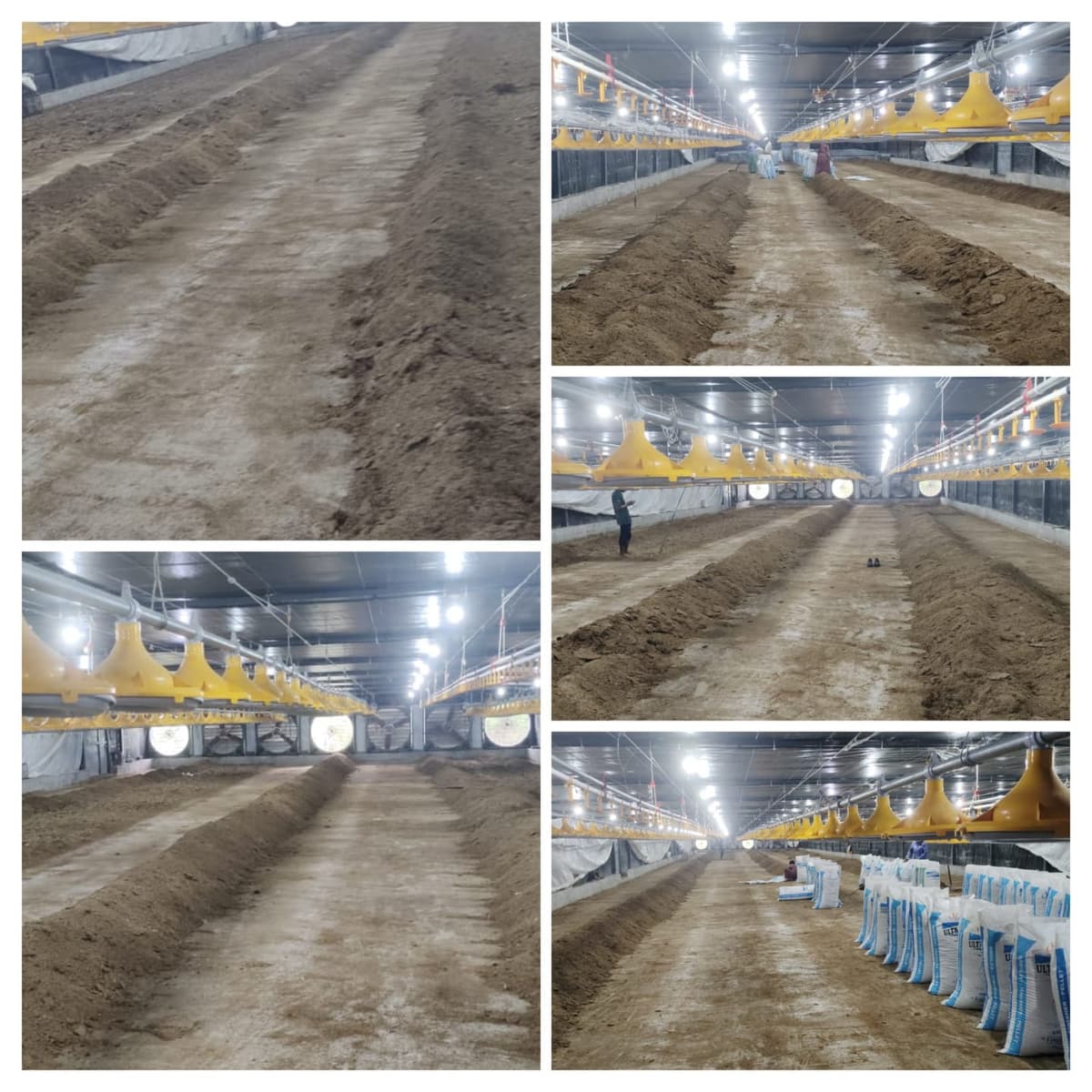 कोंबडी खत विकणे आहे - अहमदनगर