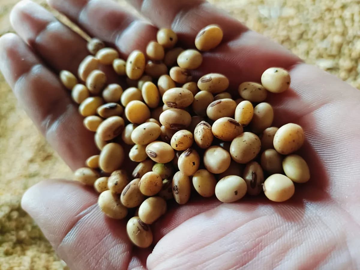 सोयाबीन विकणे आहे