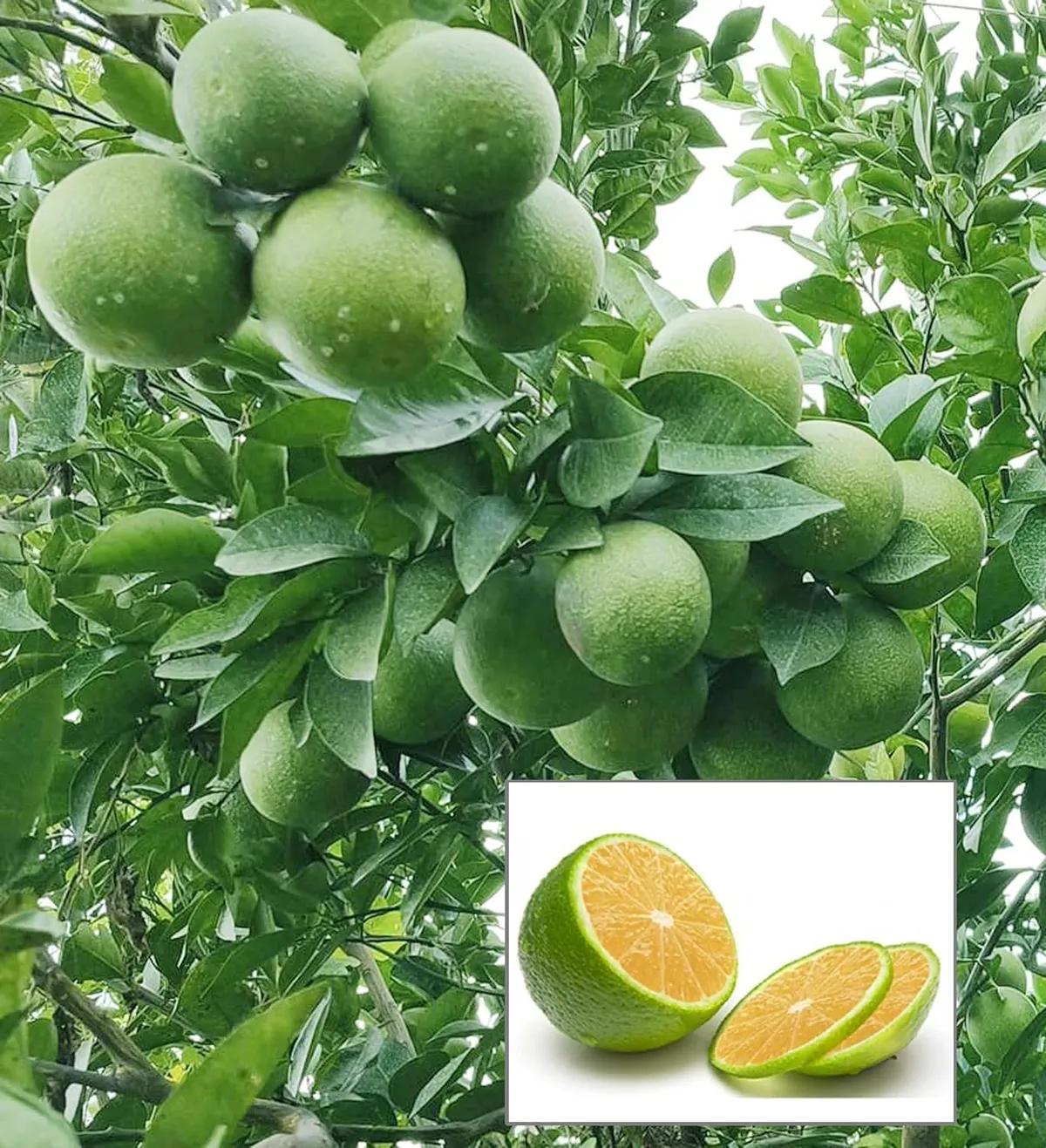 मोसंबी विकणे आहे