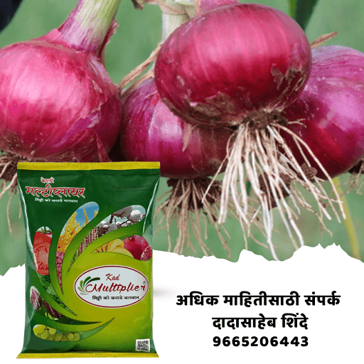 विठू माऊली मल्टिप्लायर एजेन्सी