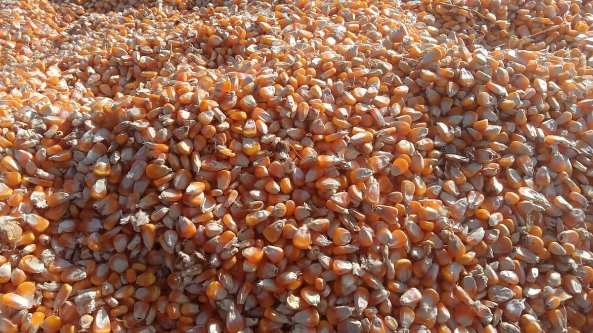 मका विकणे आहे