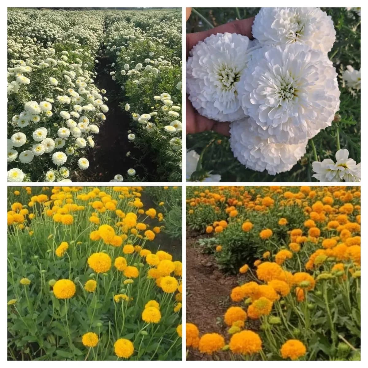 बिजली व झेंडू रोपे मिळतील