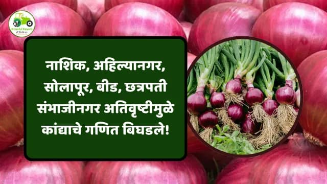अतिवृष्टीमुळे कांद्याचे गणित किती बिघडले?