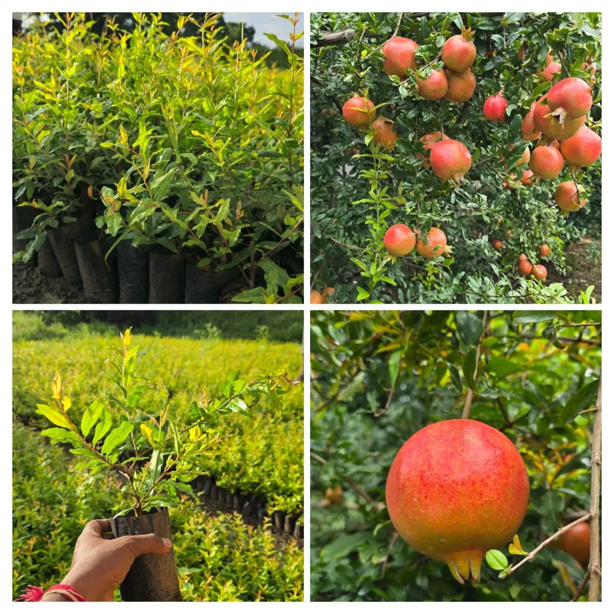 दर्जेदार डाळिंबाची रोपे उपलब्ध