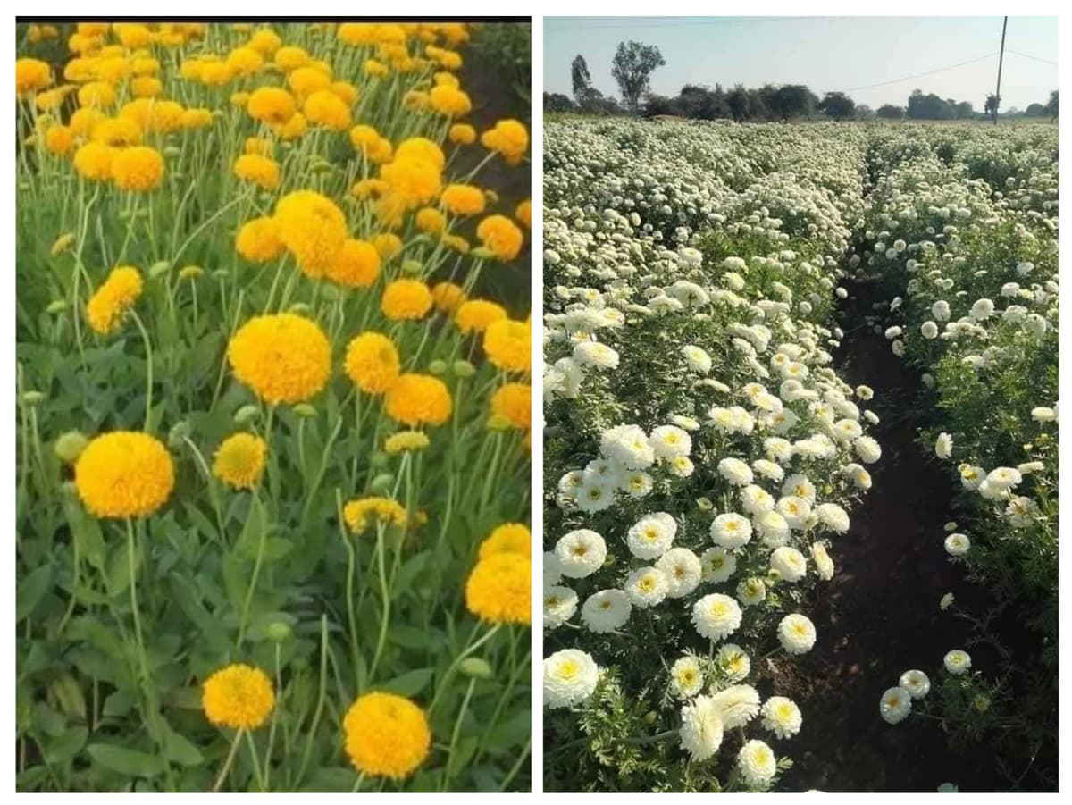 इंदौर बिजली व नांदेड गलांड्याचे रोप मिळतील!