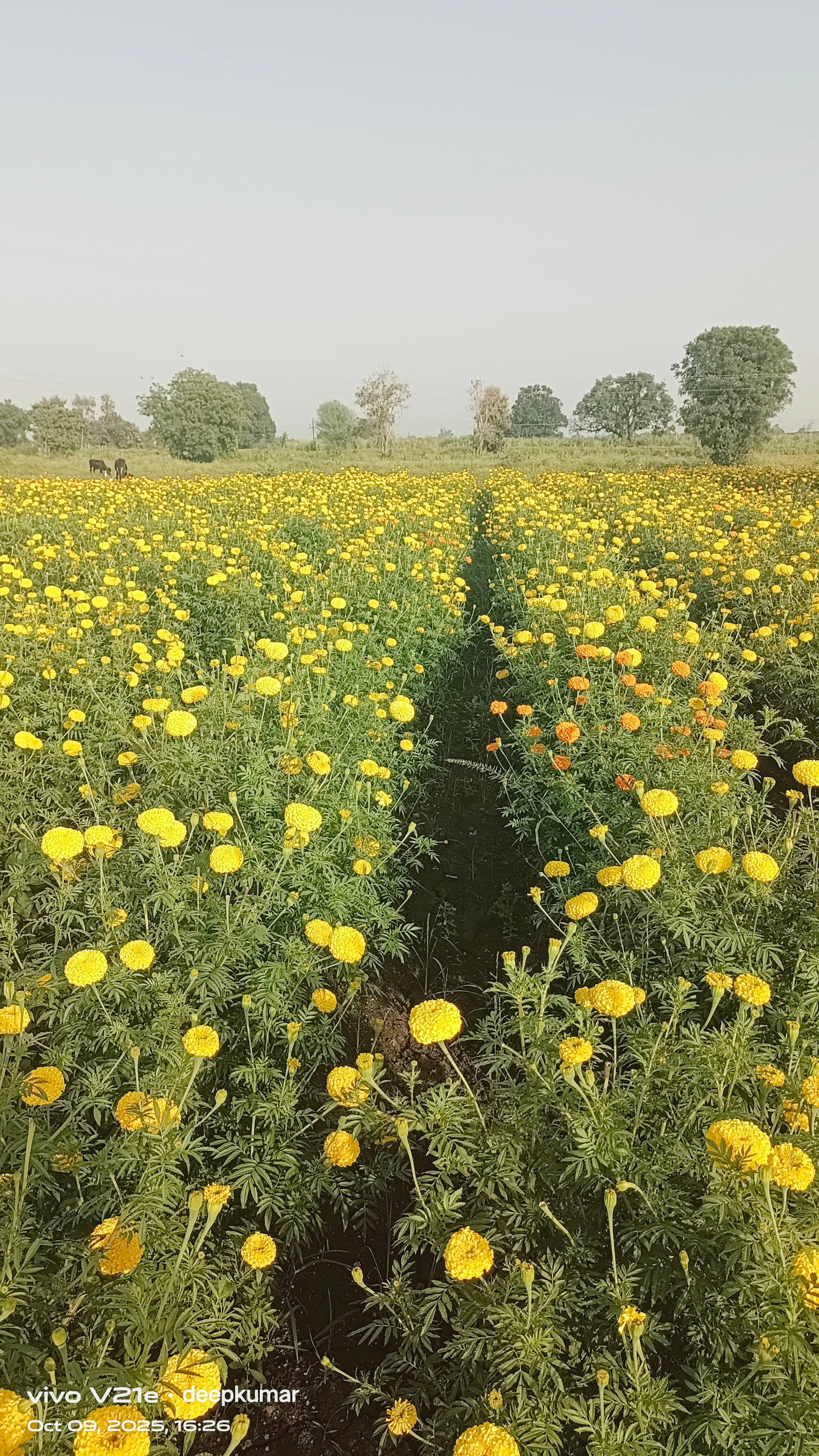 योग्य दरात झेंडू फुले मिळतील