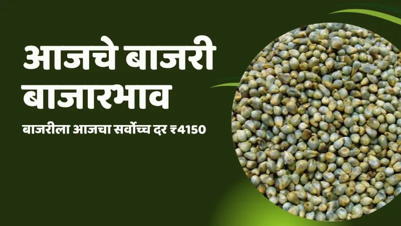 आजचे बाजरी बाजारभाव