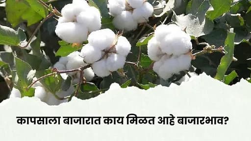 मागील आठवड्यातील कापसाचे बाजारभाव : या आठवड्यात कापसाला चांगला दर मिळण्याची शक्यता