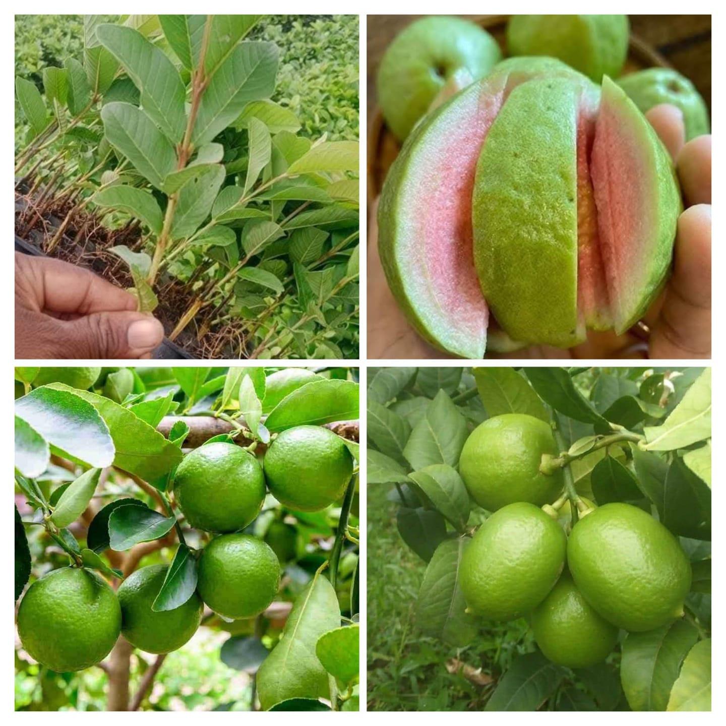 तैवान पिंक पेरू आणि कागदी लिंबु रोपे मिळतील 