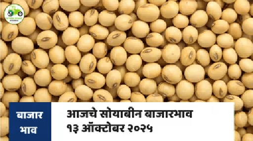 सोयाबीन दर आज : १३ ऑक्टोबर २०२५ | Soyabean Rate Today in Maharashtra