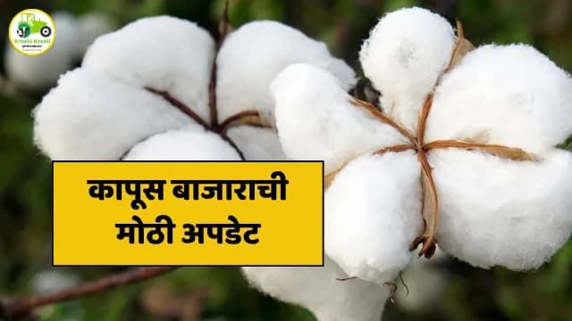 kapus bajar : कापूस बाजाराची मोठी अपडेट