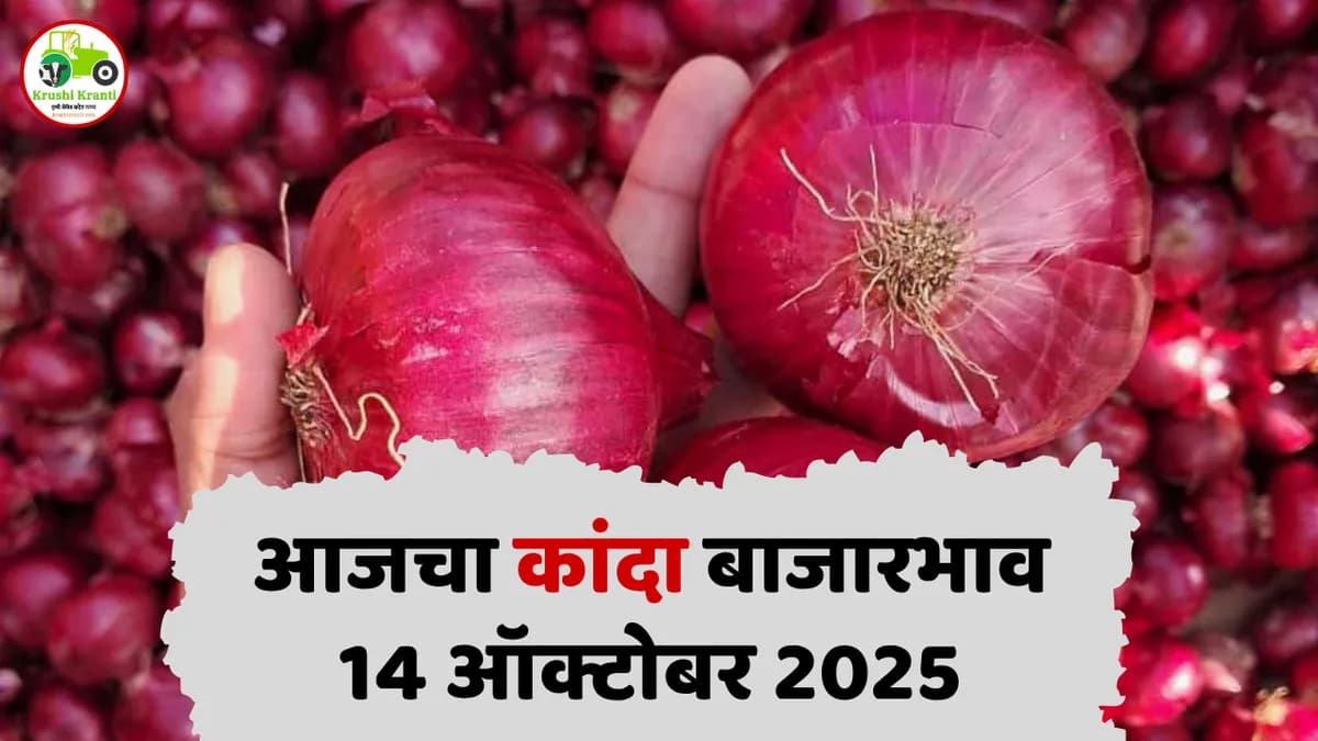 आजचा कांदा बाजारभाव | 14 ऑक्टोबर 2025 | Maharashtra Onion Market Rate